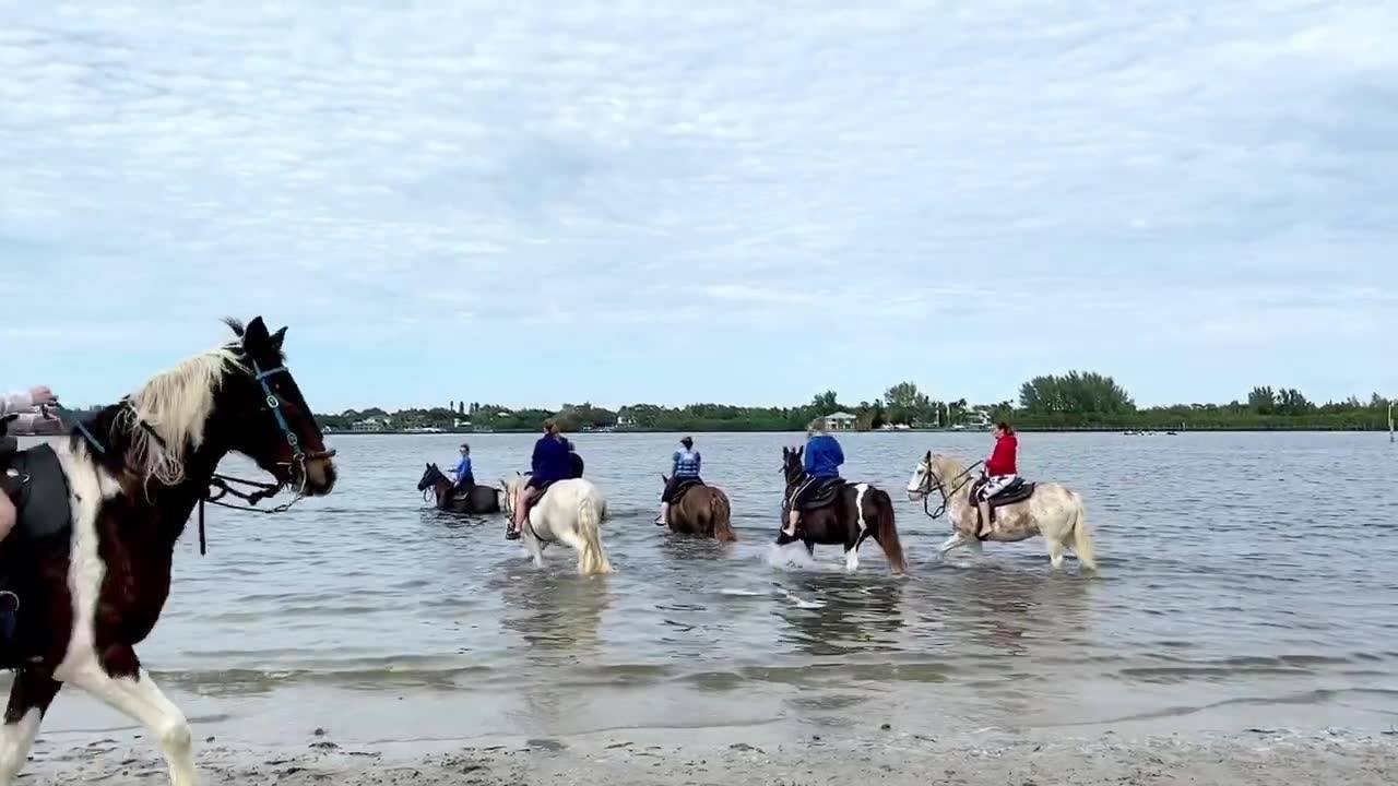 A full-service adventure trip business based in adjacent Lakewood Ranch, The Real BeachHorses provides a wide range of adventure trips.
